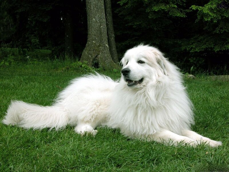 White dog lying on grass