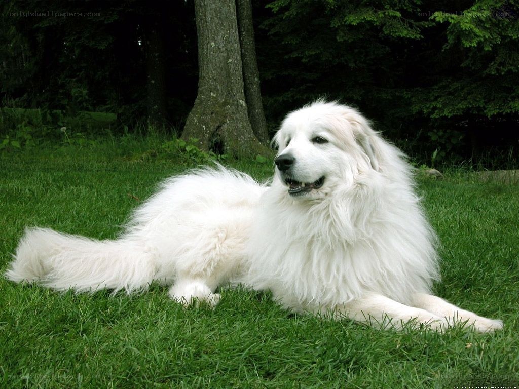 White dog lying on grass