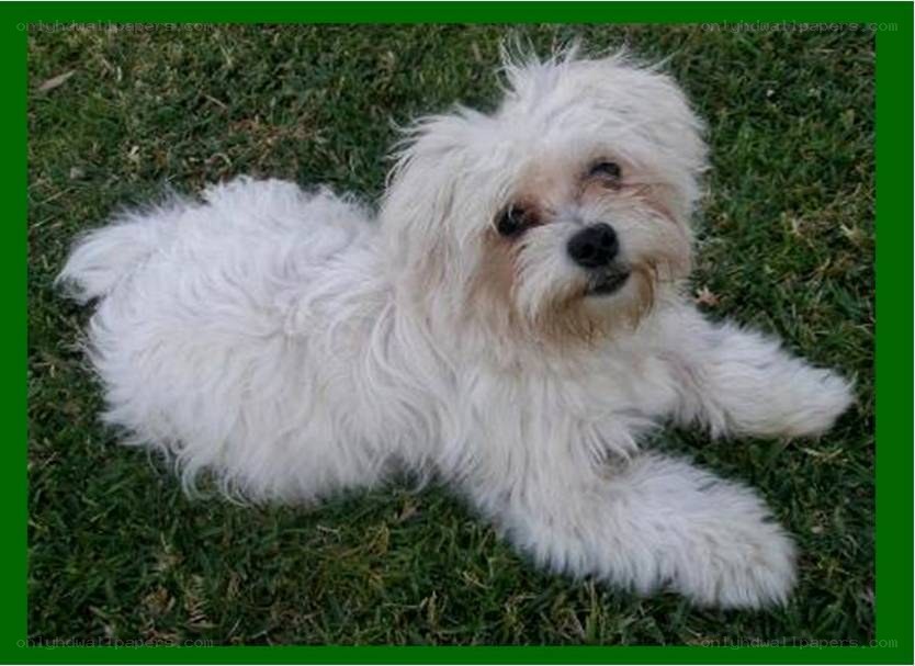 white dog lying on grass