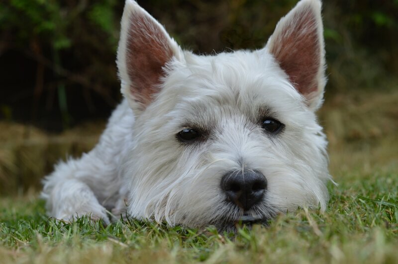 White Dog Lying on Grass — Calm, Afternoon