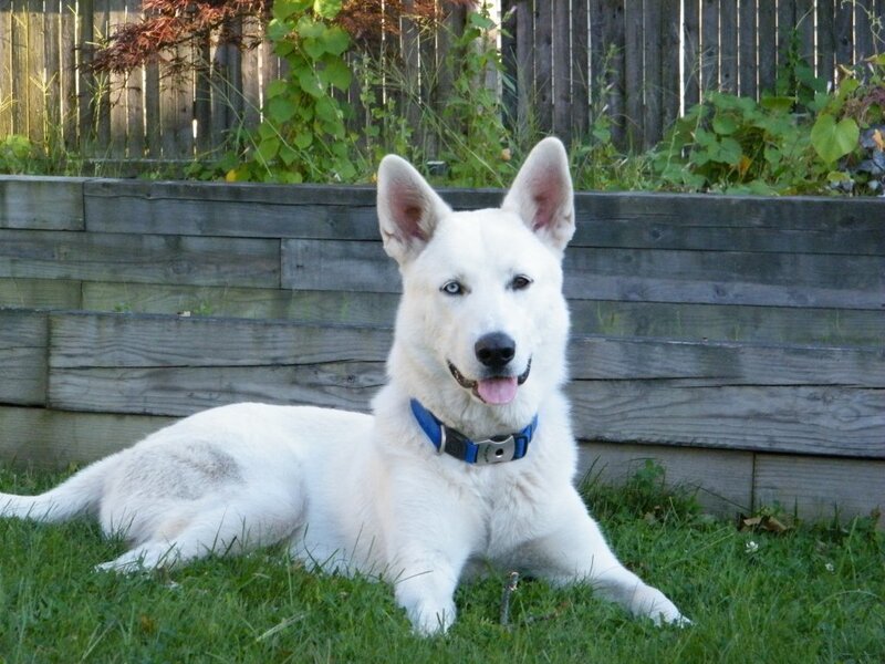 White Dog Lying on Grass — Calm