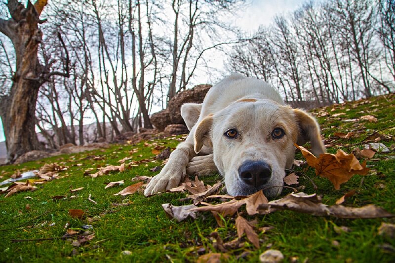 White Dog Lying on Grass — Green, Calm