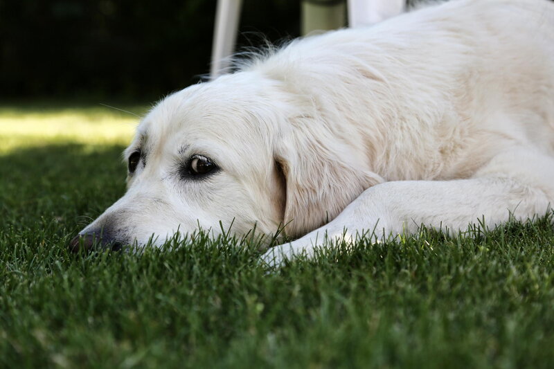 White Dog Lying on Grass — Green
