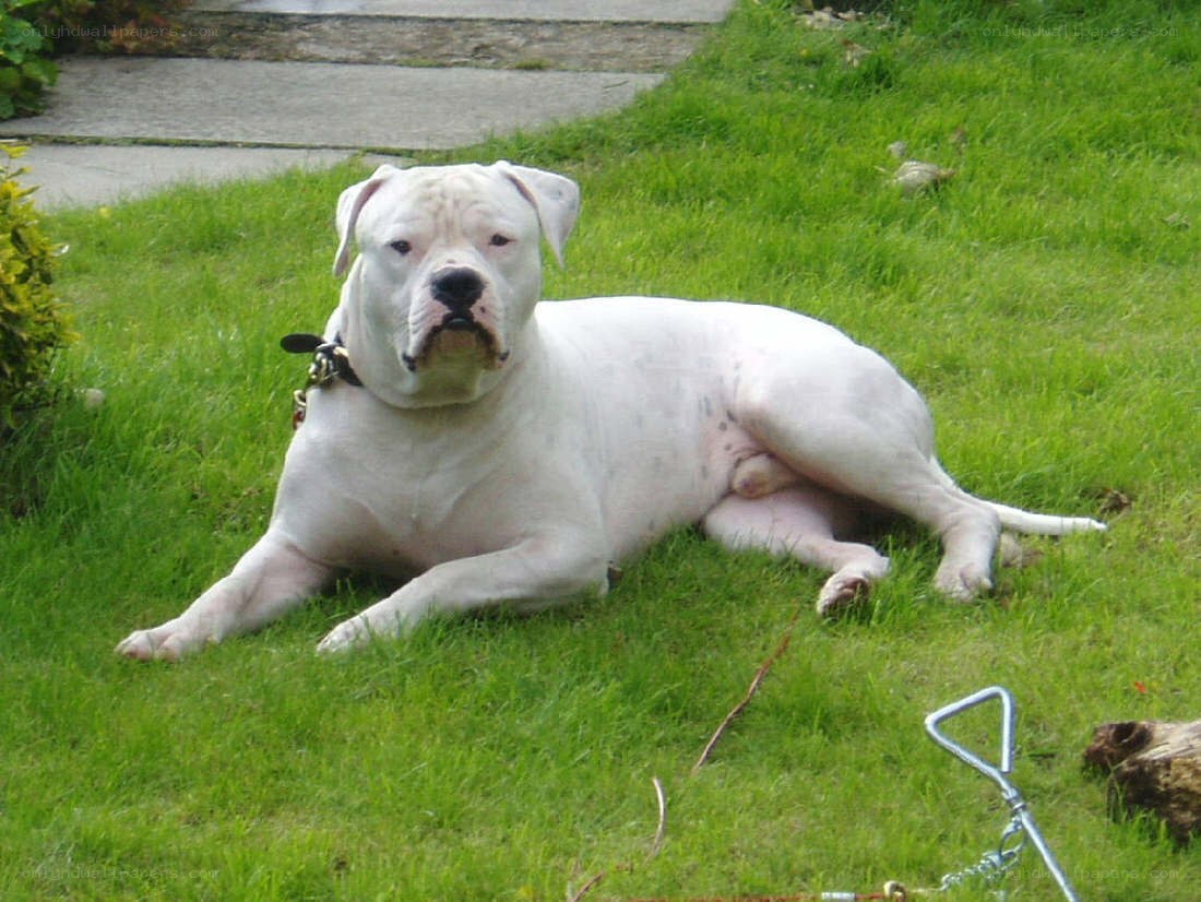 white dog lying on grass