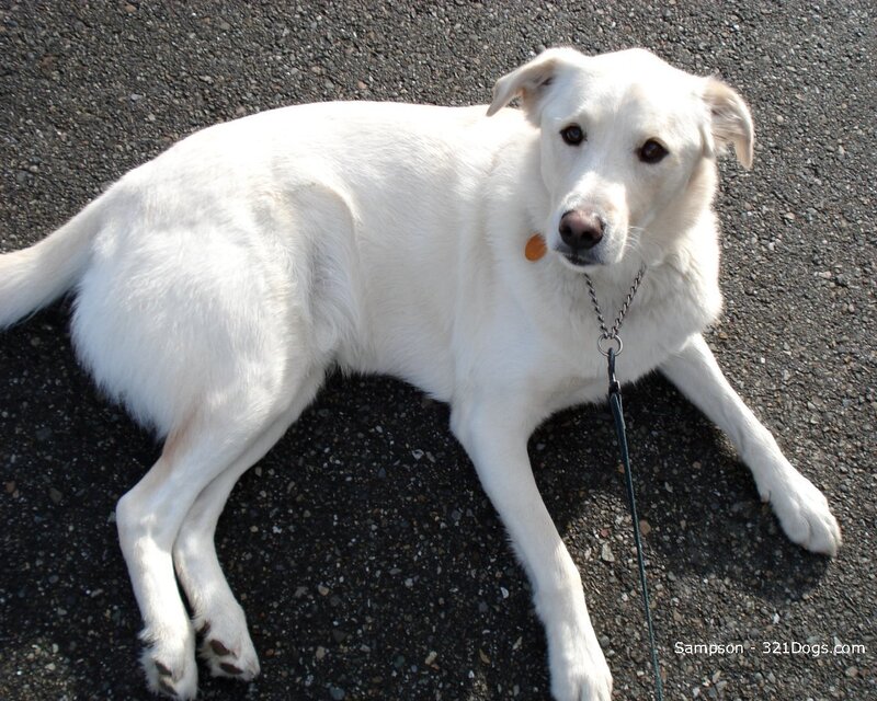 white dog lying on pavement