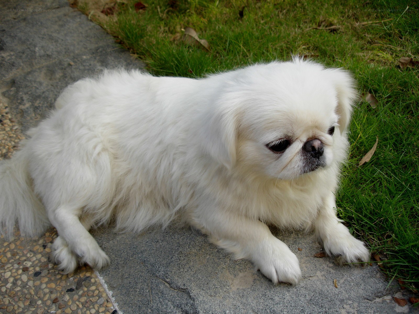 white dog lying on pavement