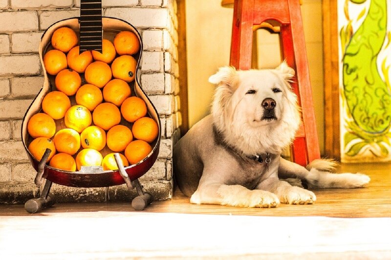 White Dog Next to Guitar