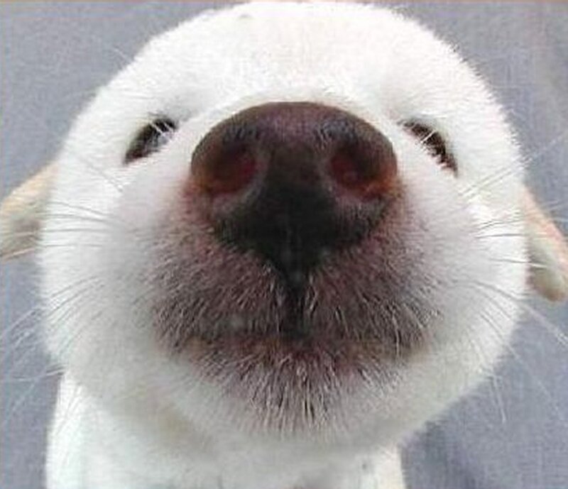 White Dog Nose Close-up