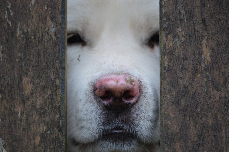 White Dog Nose