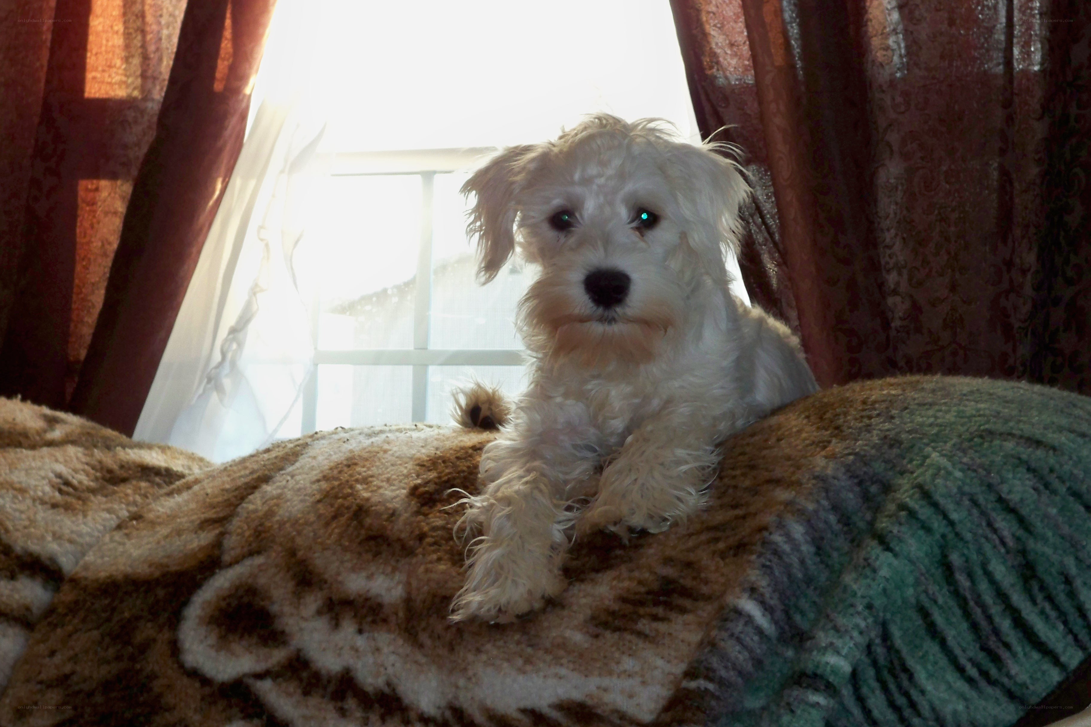 White dog on a blanket