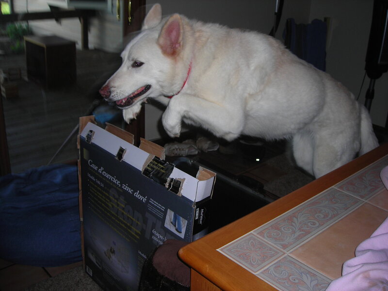 White dog on a box