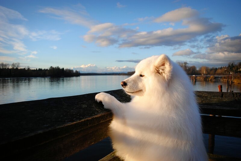 White dog on a dock