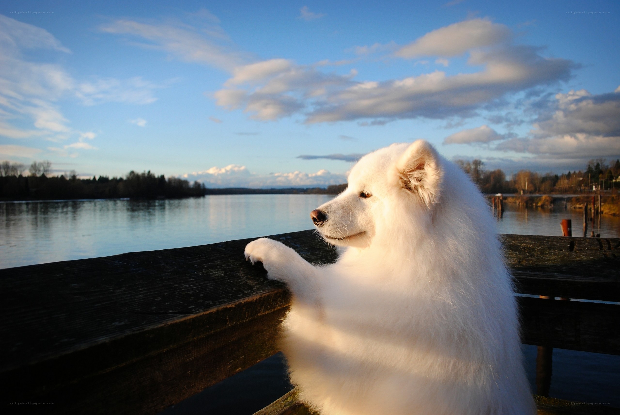 White dog on a dock