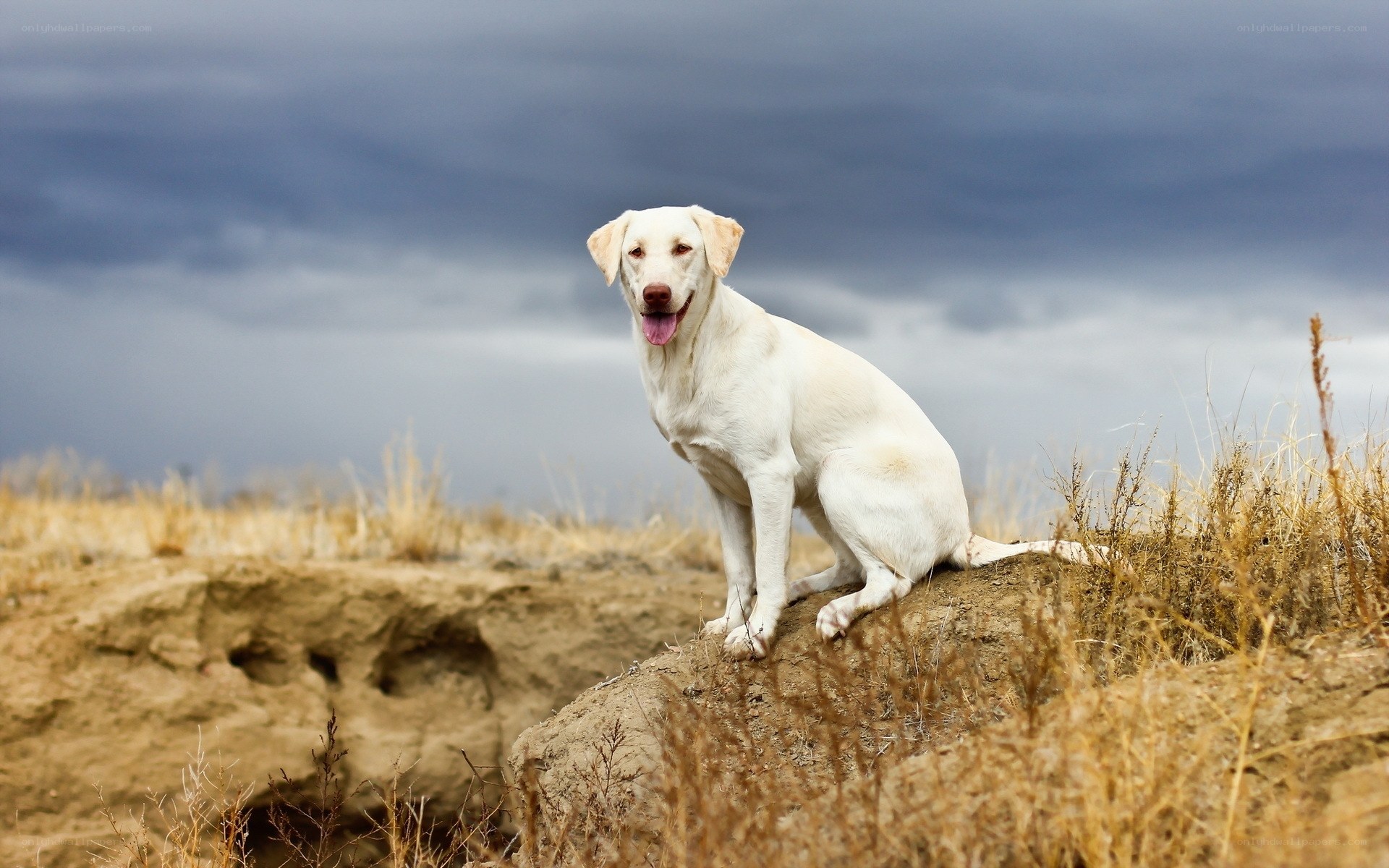 White dog on a hill