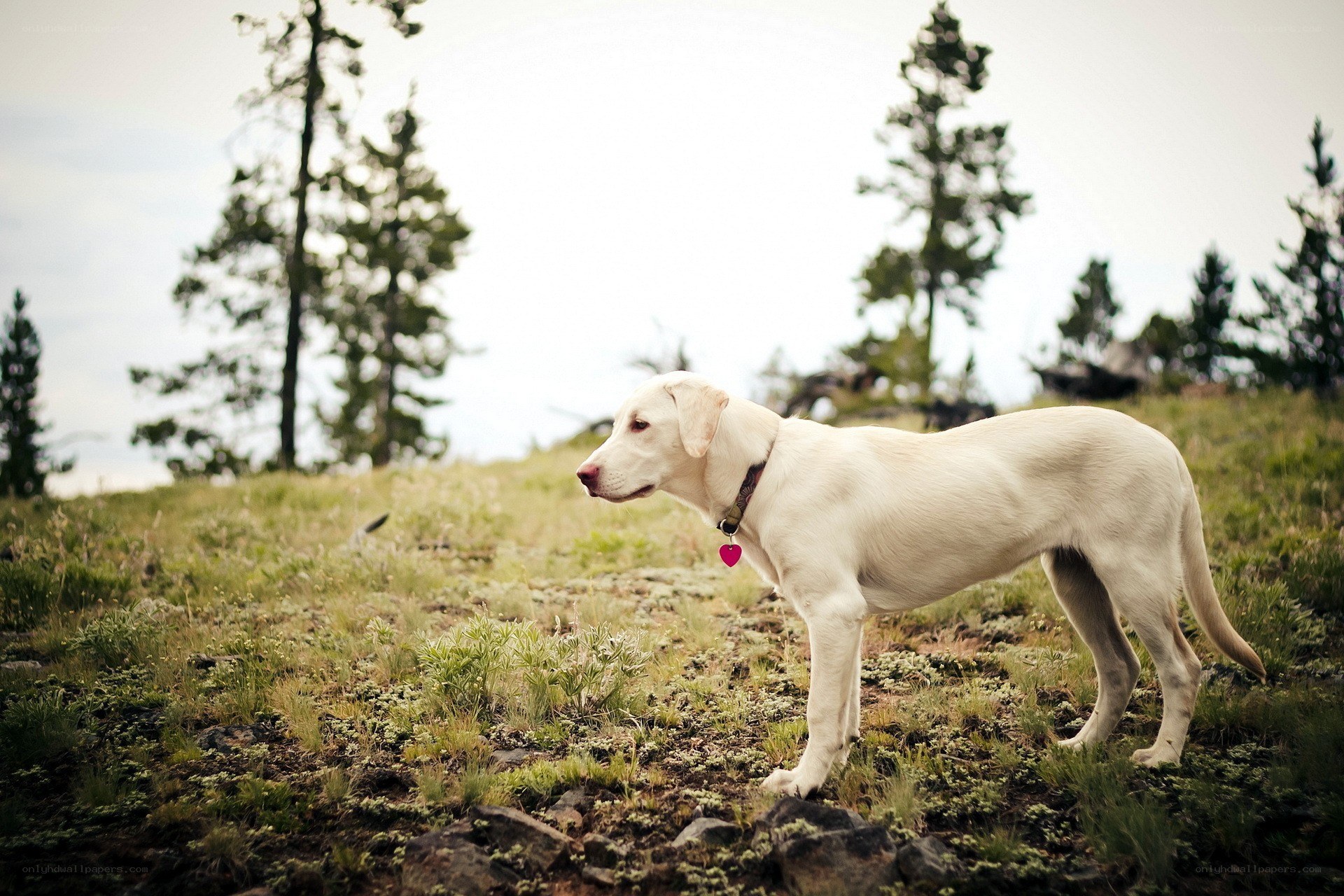 White dog on a hillside