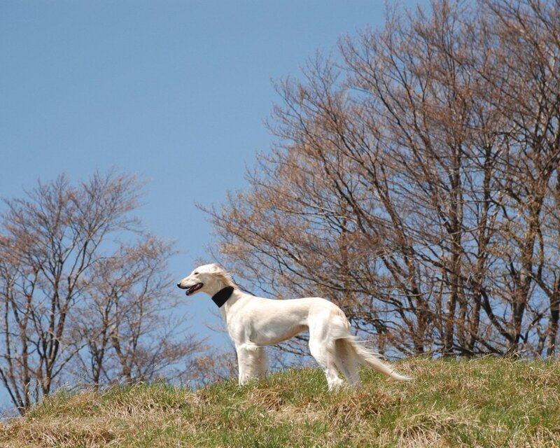 White dog on a hillside