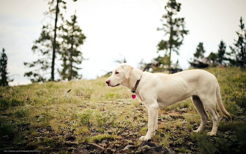 White dog on a hillside