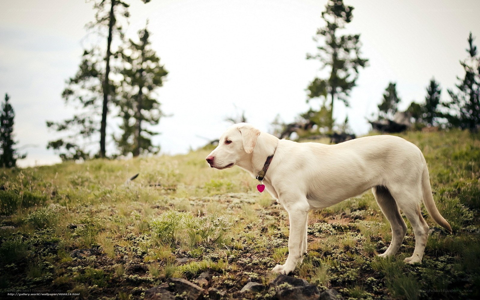 White dog on a hillside