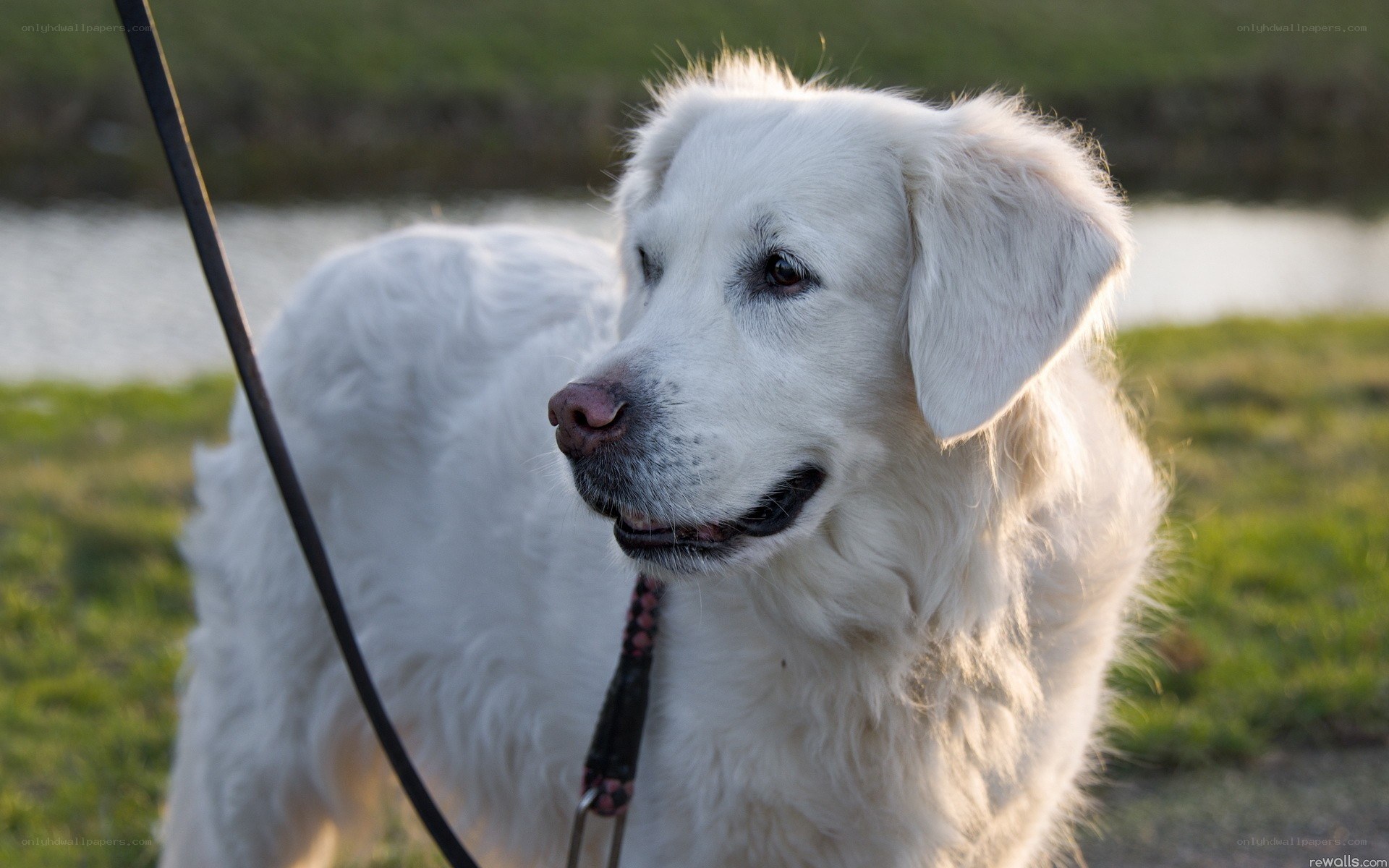 white dog on a leash