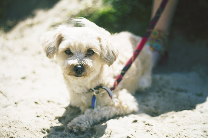White dog on a leash