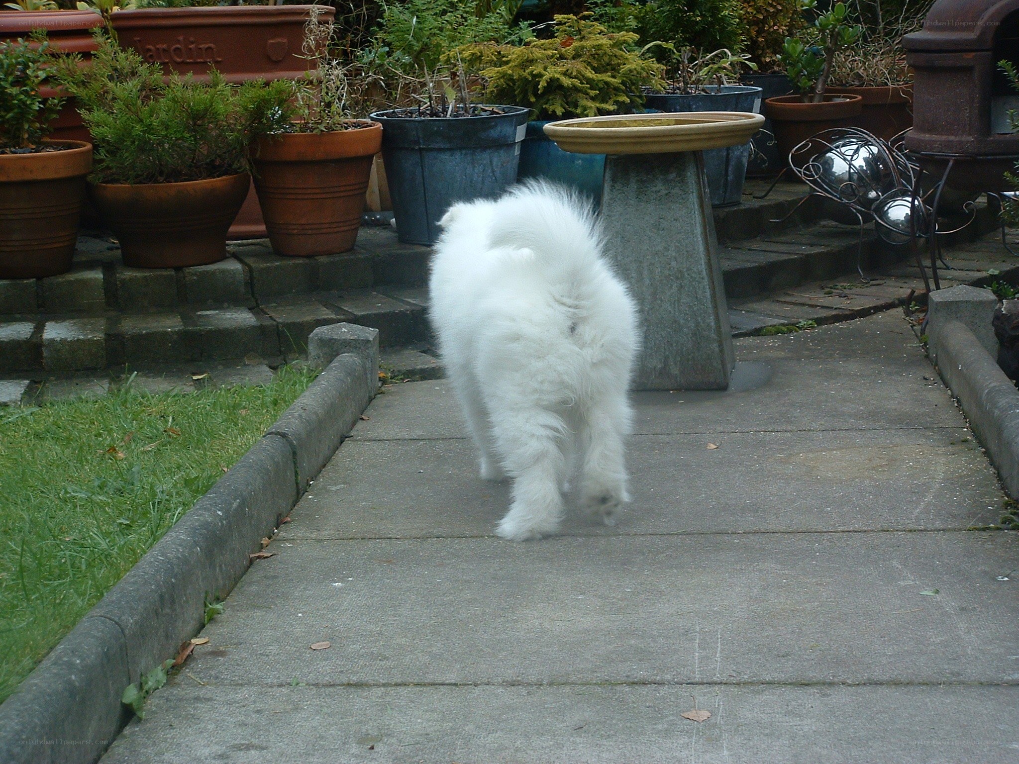 White dog on a patio