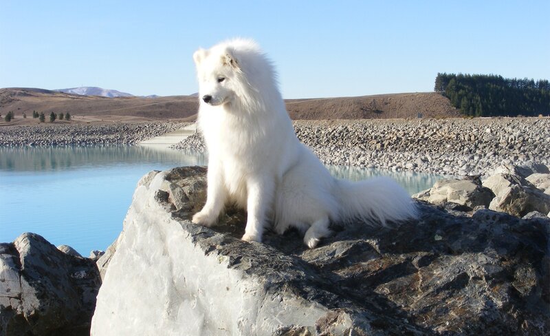 White dog on a rock by the lake