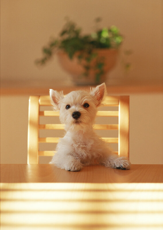 white dog on a table