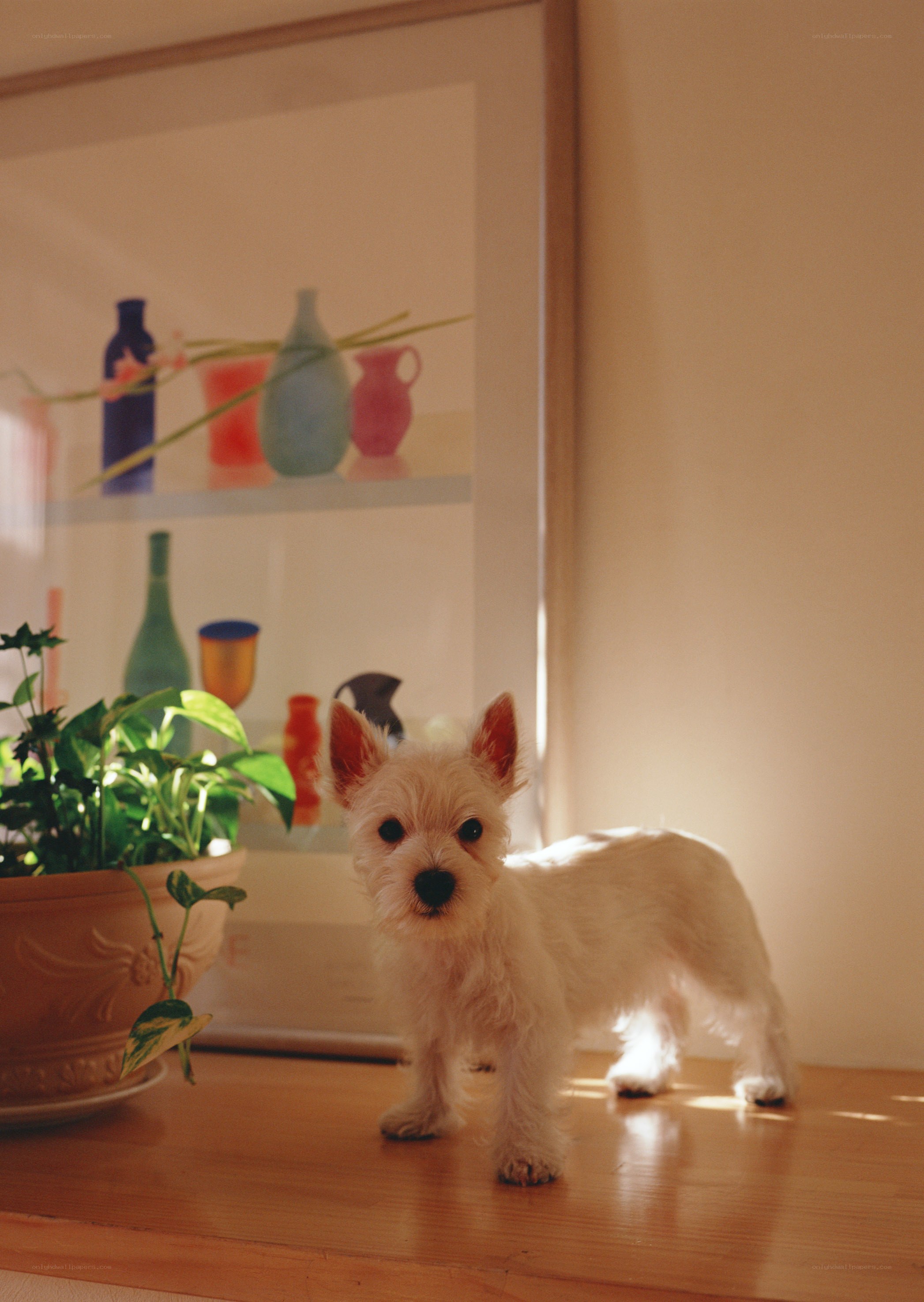 White dog on a windowsill