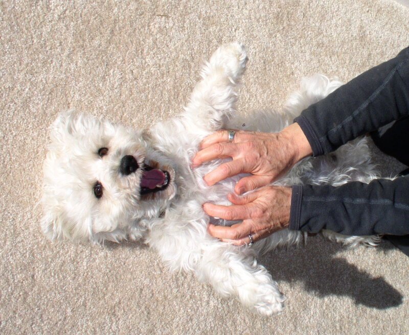 White Dog on Back