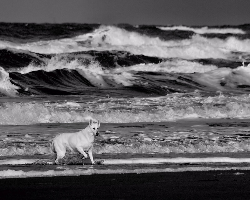 White Dog on Beach — Black