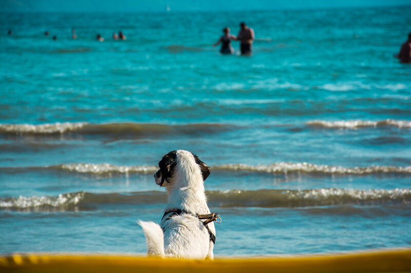 White Dog on Beach — Blue