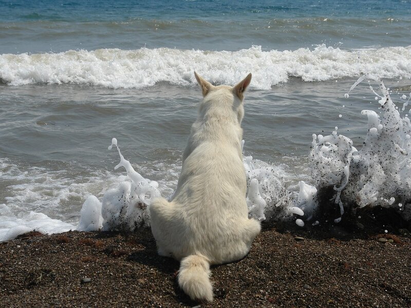 White Dog on Beach — Calm