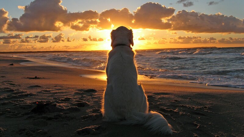 White Dog on Beach — Gold