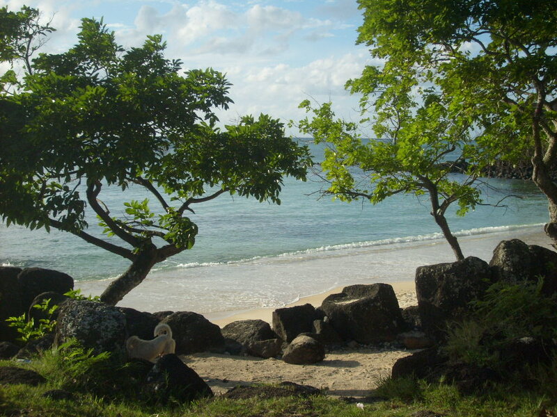 White Dog on Beach — Green
