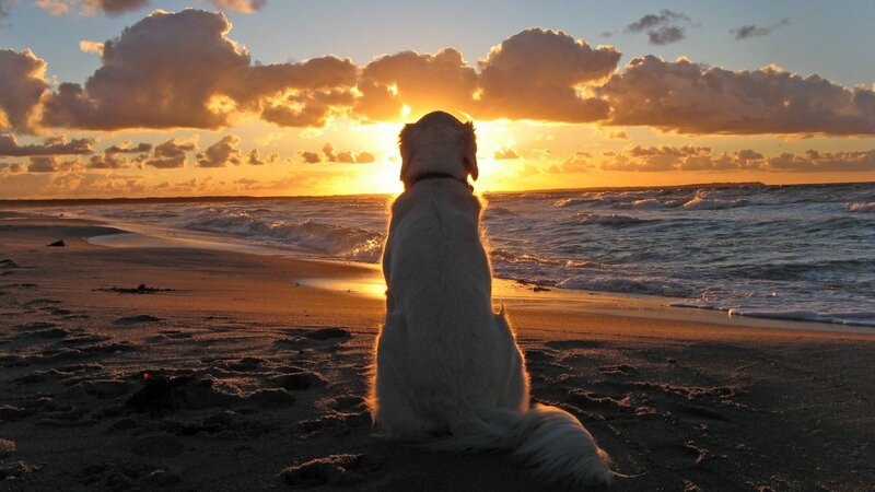 White Dog on Beach — Orange, Serene, Sunset, Photograph, Ocean