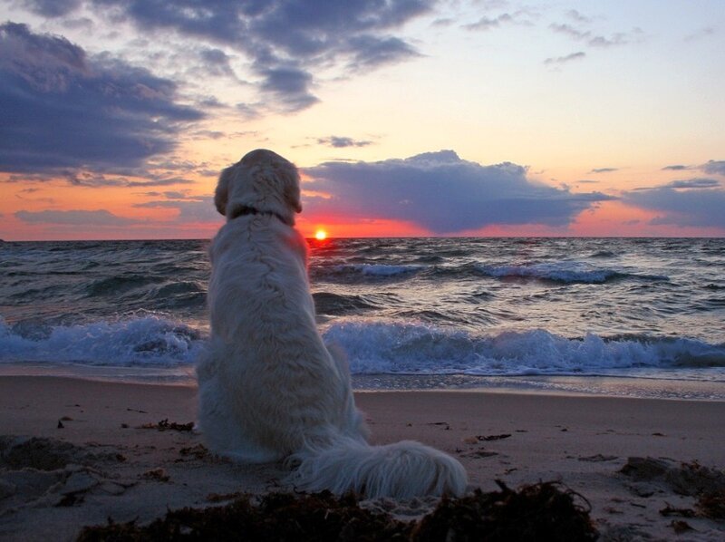White Dog on Beach — Orange, Serene, Sunset