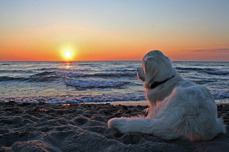 White Dog on Beach — Orange