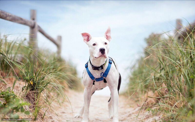 White dog on beach path
