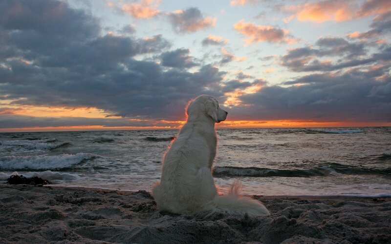 White Dog on Beach