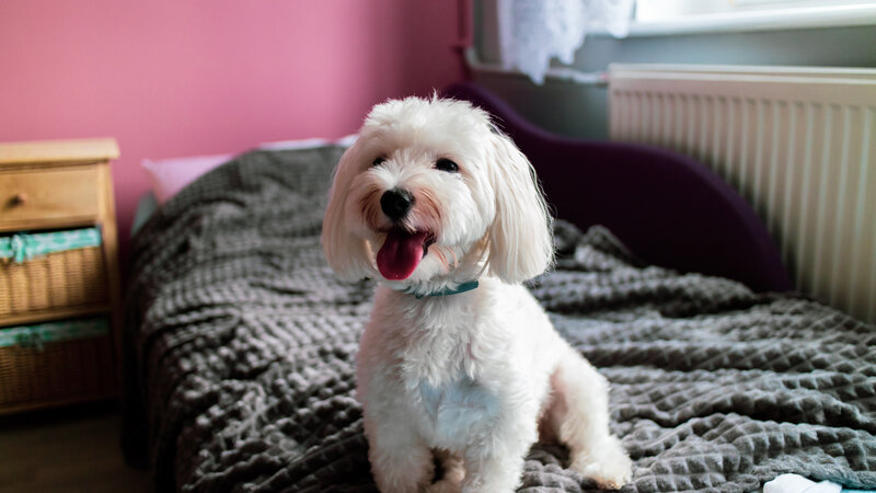 White Dog on Bed