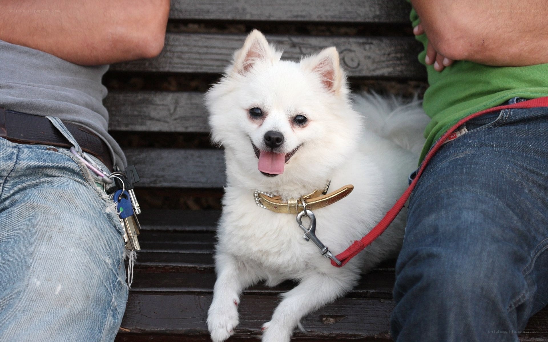 White dog on bench between two people