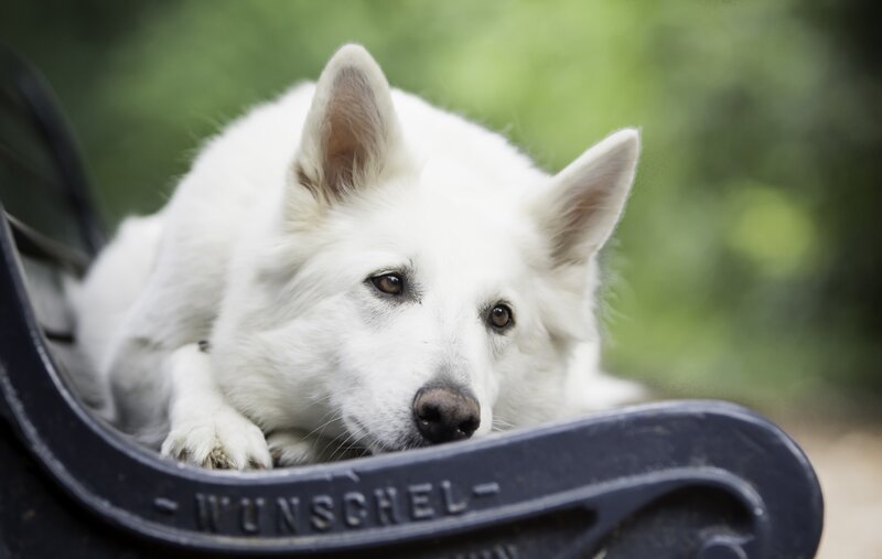 White Dog on Bench — Calm, Afternoon