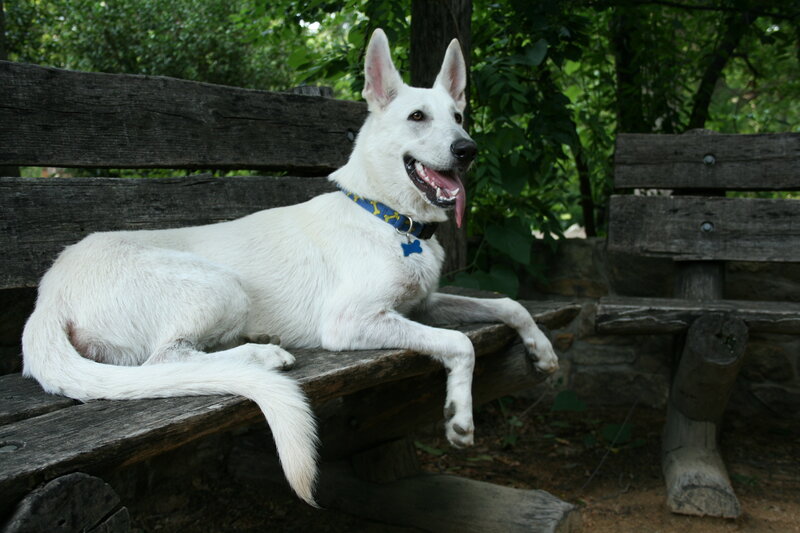 White Dog on Bench — Calm