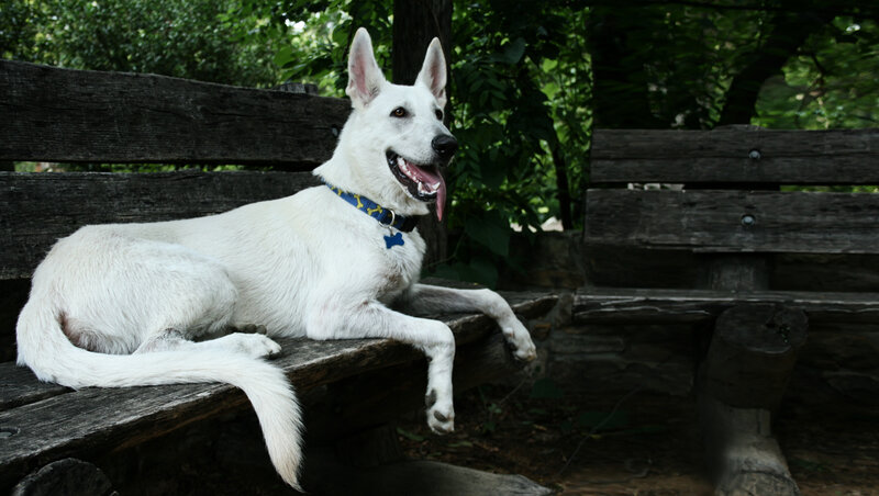 White Dog on Bench