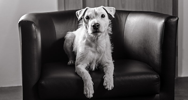 White Dog on Black Chair