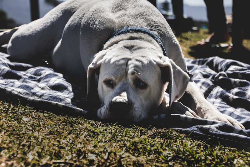 White Dog on Blanket — Gray