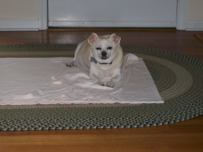 White Dog on Blanket