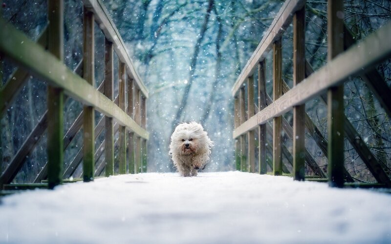 White Dog on Bridge