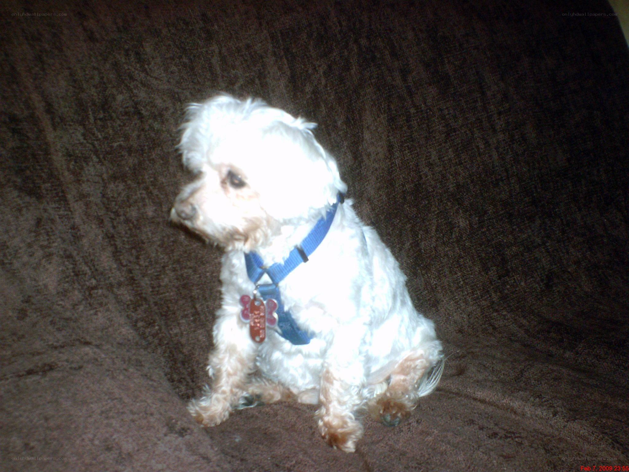 white dog on brown couch