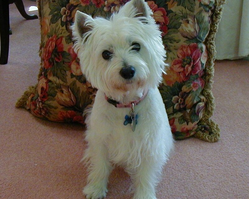 white dog on carpet